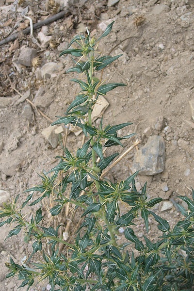 Xanthium spinosum L., 1753