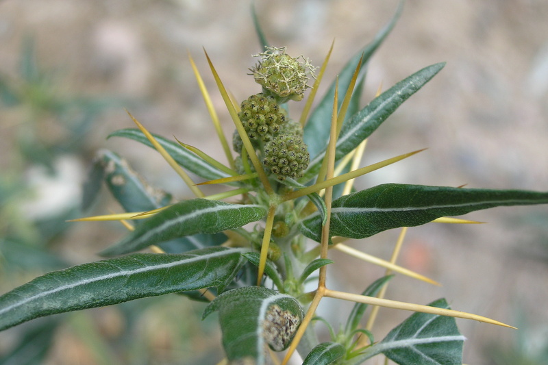 Xanthium spinosum L., 1753