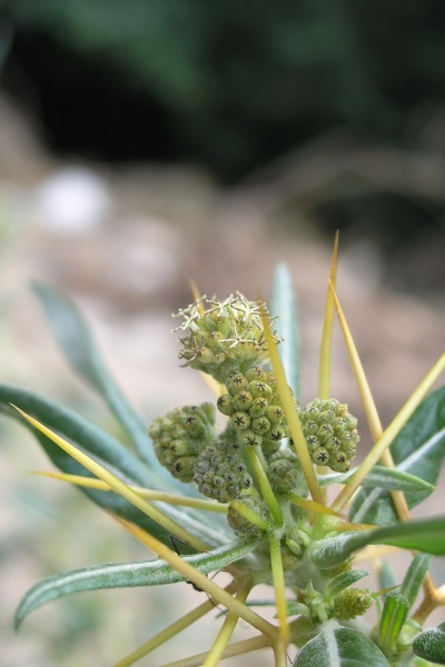 Xanthium spinosum L., 1753