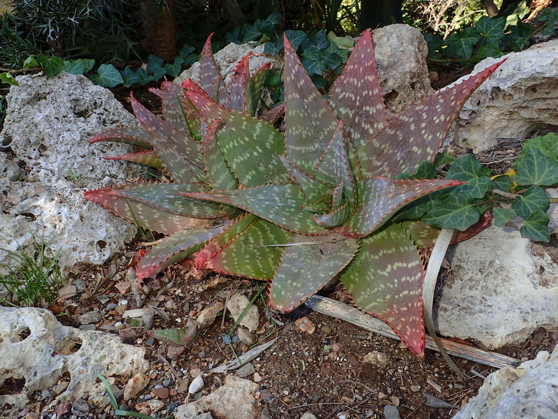 Aloe maculata All., 1773
