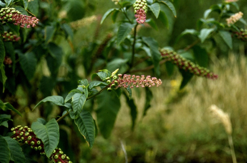 Phytolacca americana L., 1753