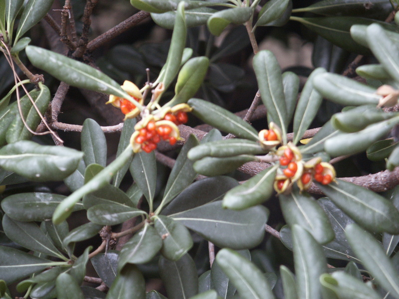 Pittosporum tobira (Thunb.) W.T.Aiton, 1811