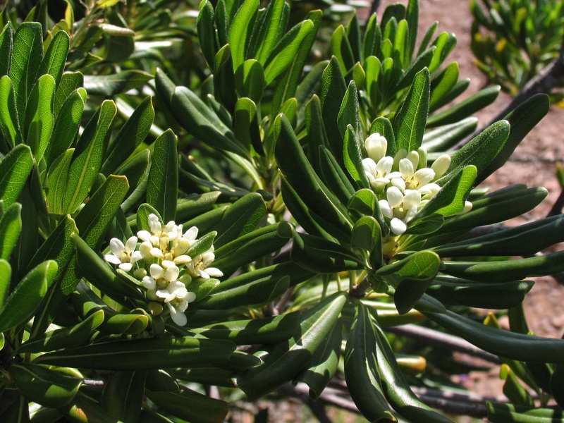 Pittosporum tobira (Thunb.) W.T.Aiton, 1811