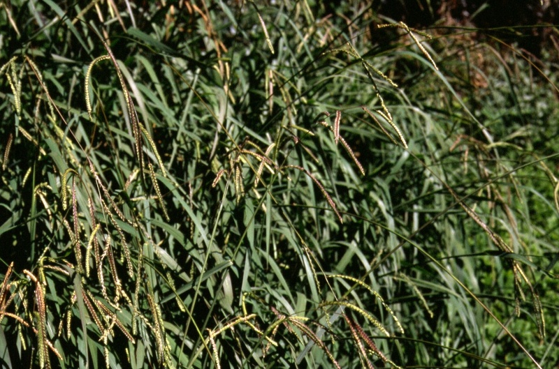 Paspalum dilatatum Poir., 1804