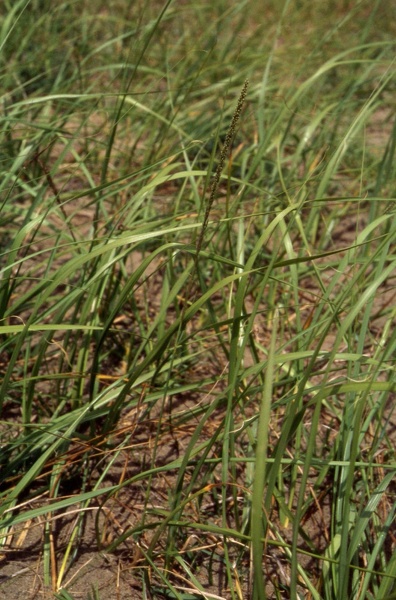 Vincent-Carrefour Jacques