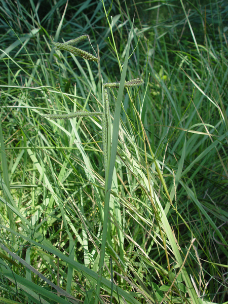 Paspalum dilatatum Poir., 1804