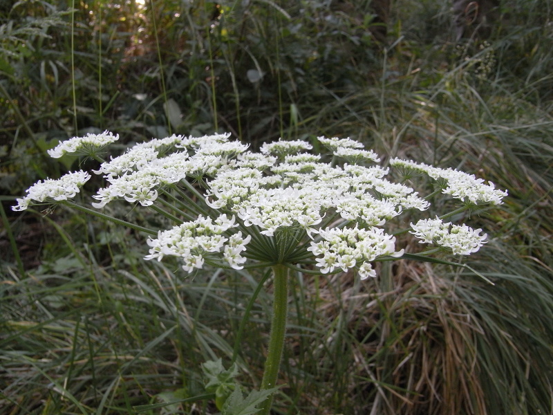Heracleum mantegazzianum Sommier & Levier, 1895