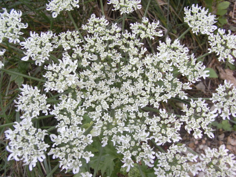 Heracleum mantegazzianum Sommier & Levier, 1895