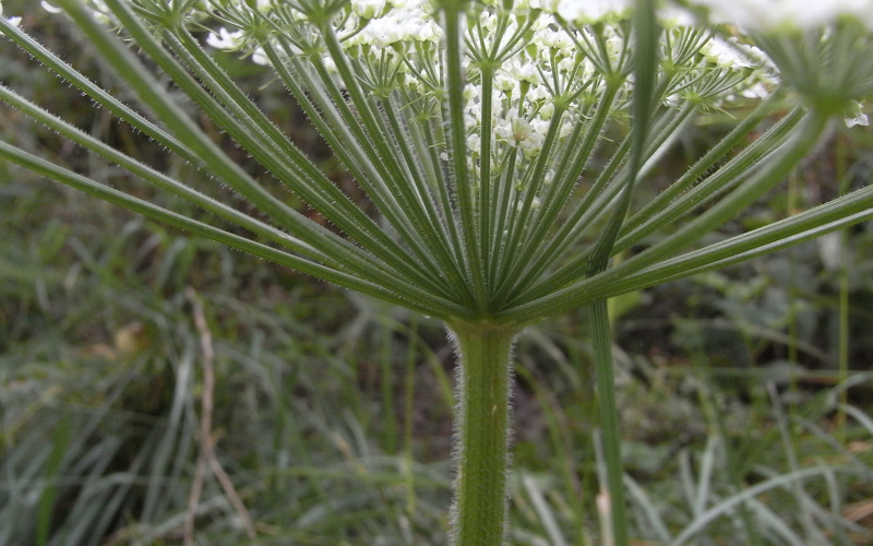 Heracleum mantegazzianum Sommier & Levier, 1895