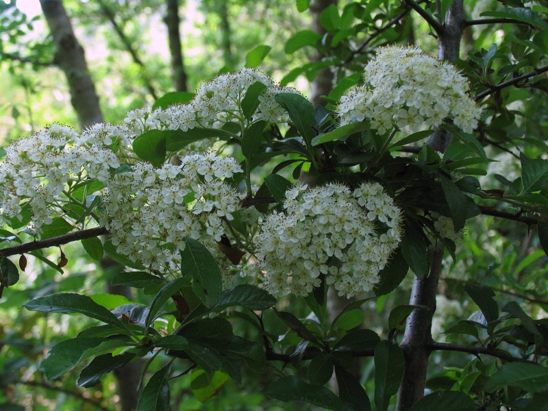 Pyracantha coccinea M.Roem., 1847 [nom. cons.] [syn. Pyracantha pauciflora (Poir.) M.Roem., 1847 ; Pyracantha coccinea M.Roem., 1847]