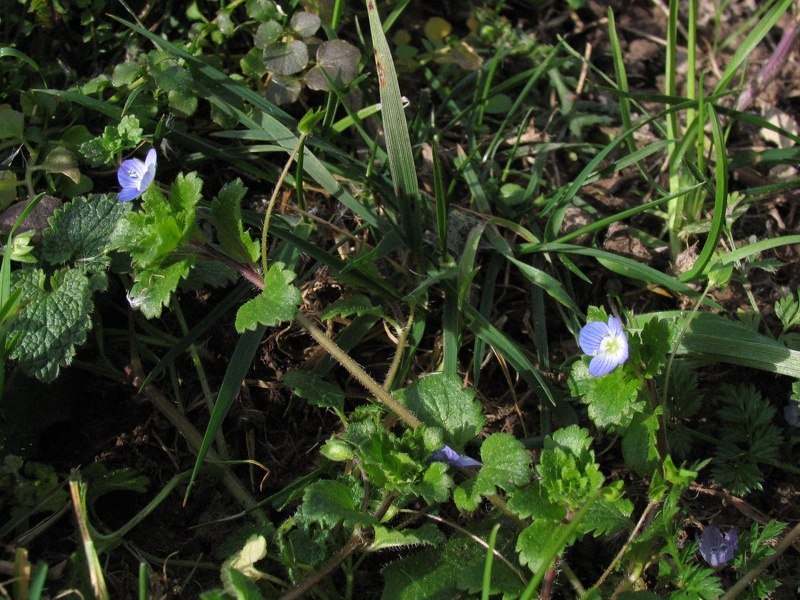 Veronica persica Poir., 1808