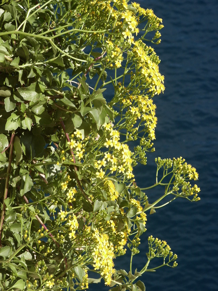 Senecio angulatus L.f., 1782
