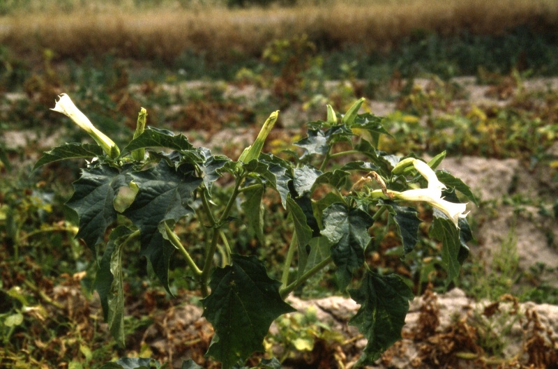 Datura stramonium L., 1753