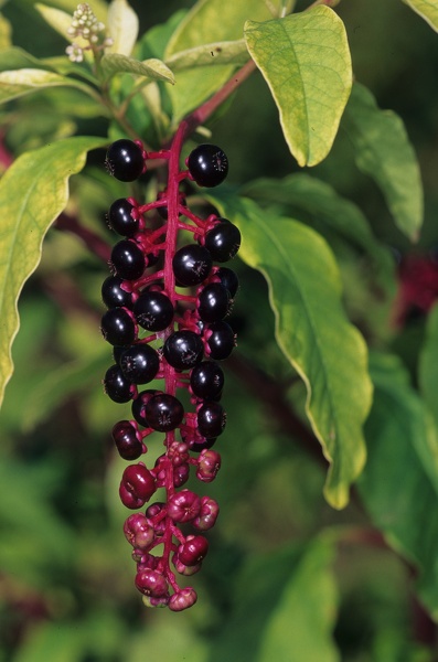 Phytolacca americana L., 1753