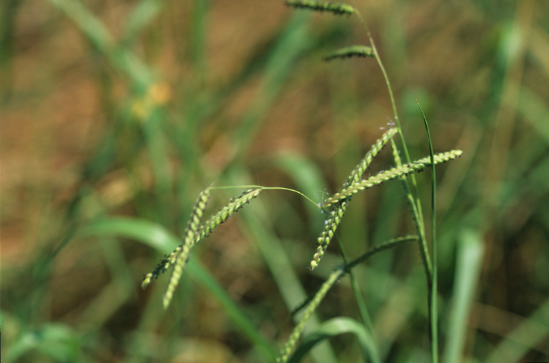 Paspalum dilatatum Poir., 1804