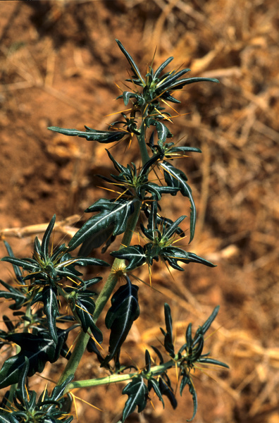 Xanthium spinosum L., 1753