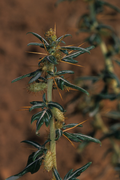 Xanthium spinosum L., 1753