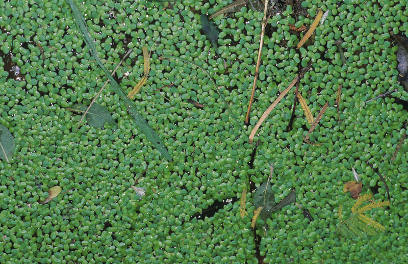 Lemna minuta Kunth, 1816