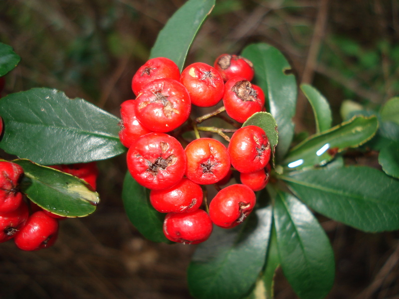 Pyracantha coccinea M.Roem., 1847 [nom. cons.] [syn. Pyracantha pauciflora (Poir.) M.Roem., 1847 ; Pyracantha coccinea M.Roem., 1847]