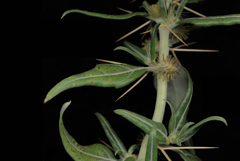 Xanthium spinosum L., 1753