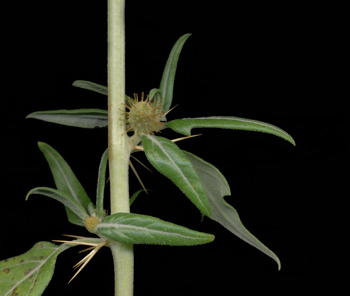 Xanthium spinosum L., 1753