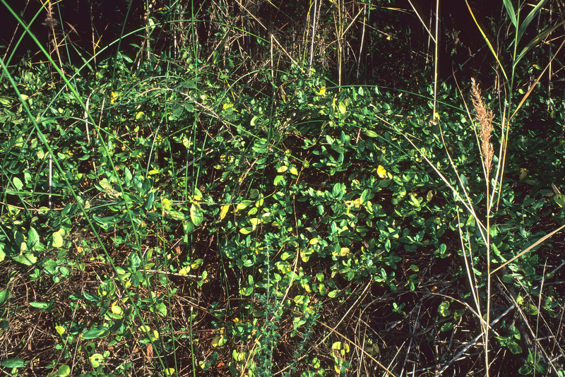 Lonicera japonica Thunb., 1784