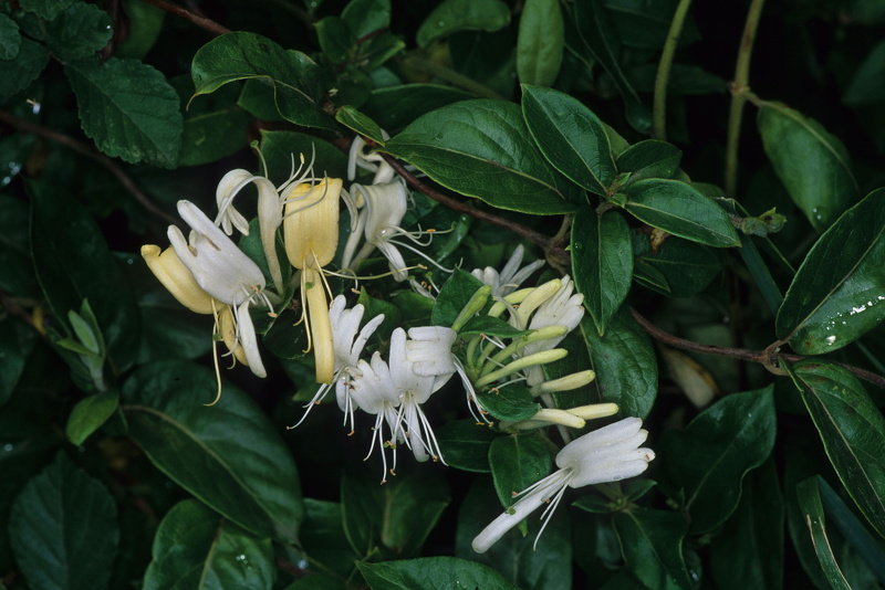 Lonicera japonica Thunb., 1784