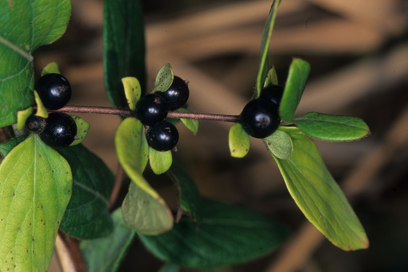 Lonicera japonica Thunb., 1784