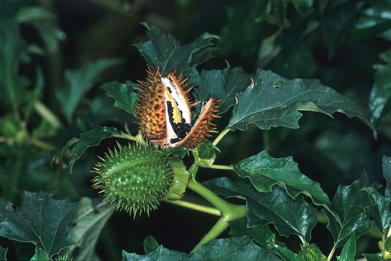 Datura stramonium L., 1753