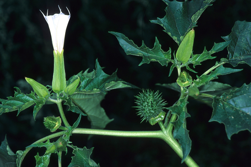 Datura stramonium L., 1753