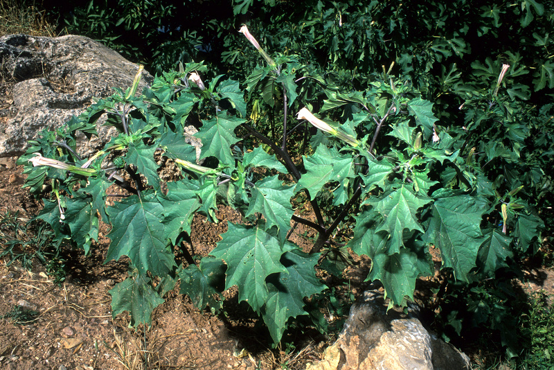 Datura stramonium L., 1753