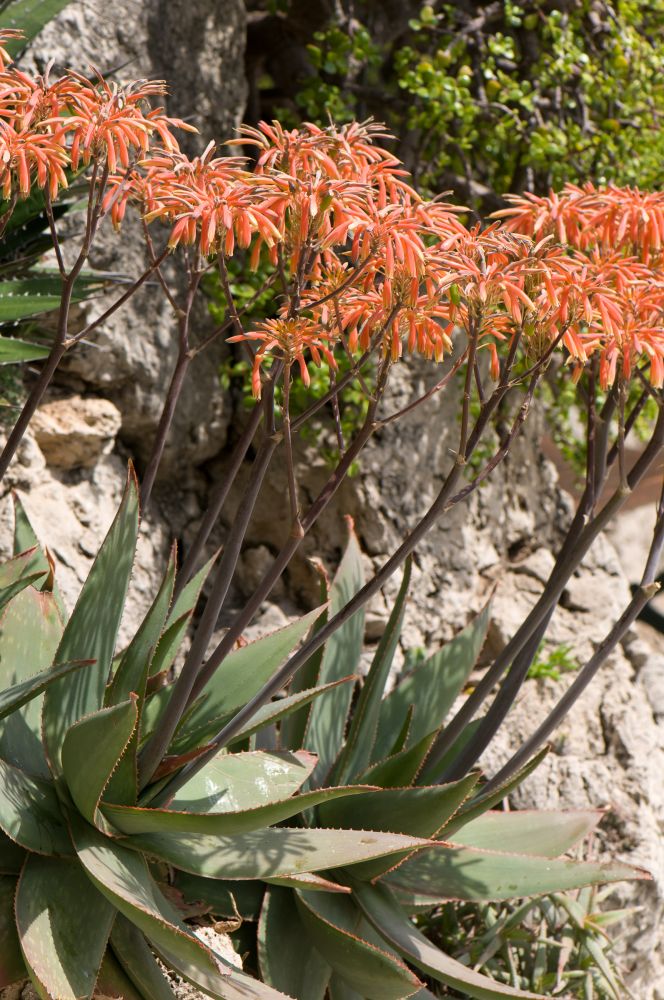 Aloe maculata All., 1773