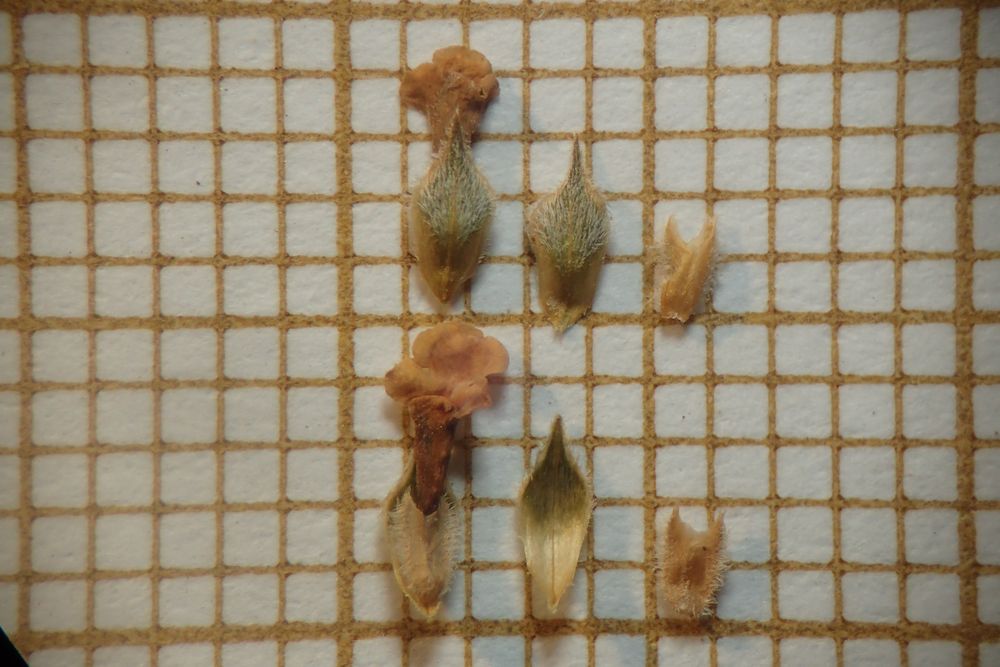 Phyla nodiflora var. minor (Gillies & Hook.) N.O'Leary & Múlgura, 2012 [syn. Phyla filiformis (Schrad.) Meikle, 1985 ; Lippia canescens auct. non Kunth, 1818, sensu P.Fourn., 1937]