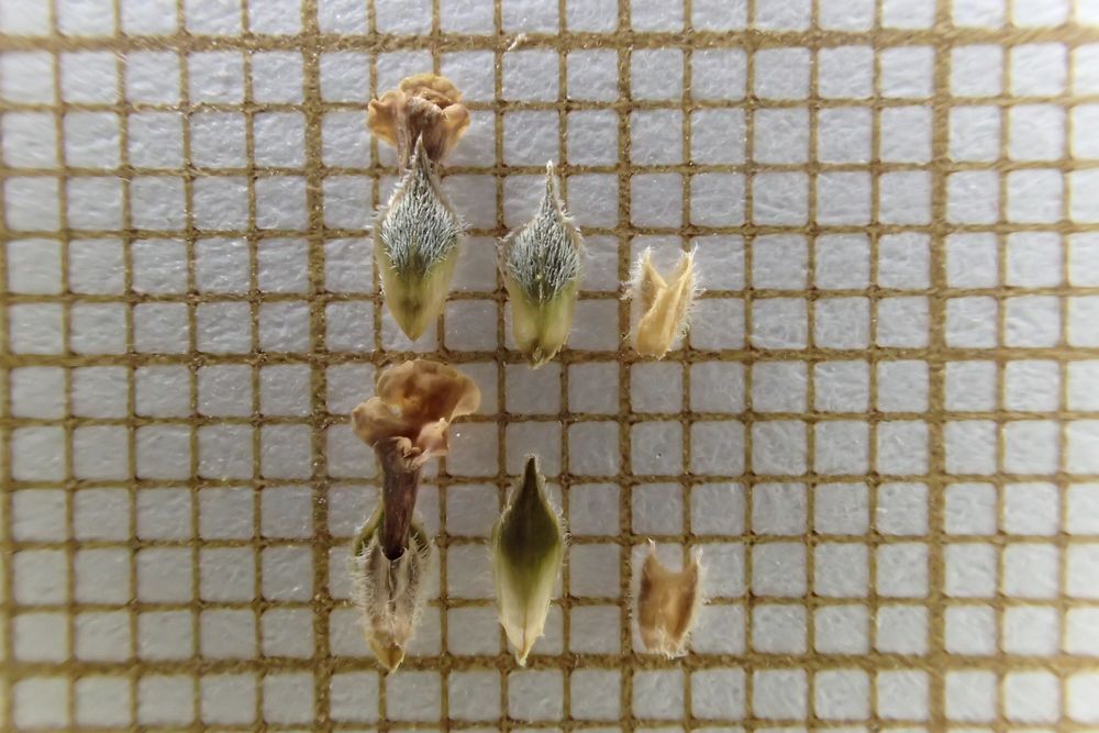 Phyla nodiflora var. minor (Gillies & Hook.) N.O'Leary & Múlgura, 2012 [syn. Phyla filiformis (Schrad.) Meikle, 1985 ; Lippia canescens auct. non Kunth, 1818, sensu P.Fourn., 1937]