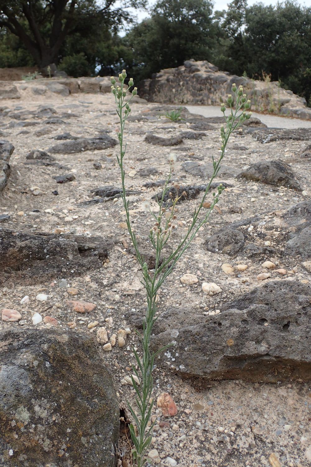 Erigeron bonariensis L., 1753 [syn. Conyza bonariensis (L.) Cronquist, 1943]
