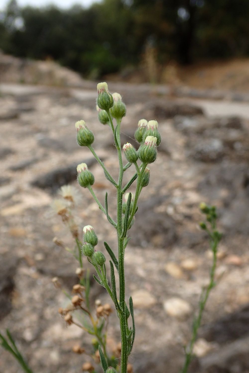 Erigeron bonariensis L., 1753 [syn. Conyza bonariensis (L.) Cronquist, 1943]