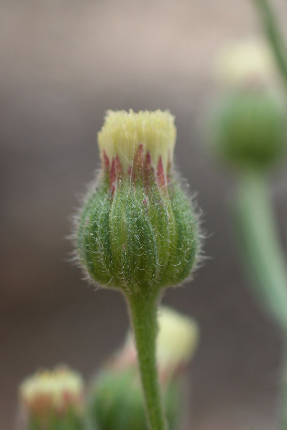 Erigeron bonariensis L., 1753 [syn. Conyza bonariensis (L.) Cronquist, 1943]
