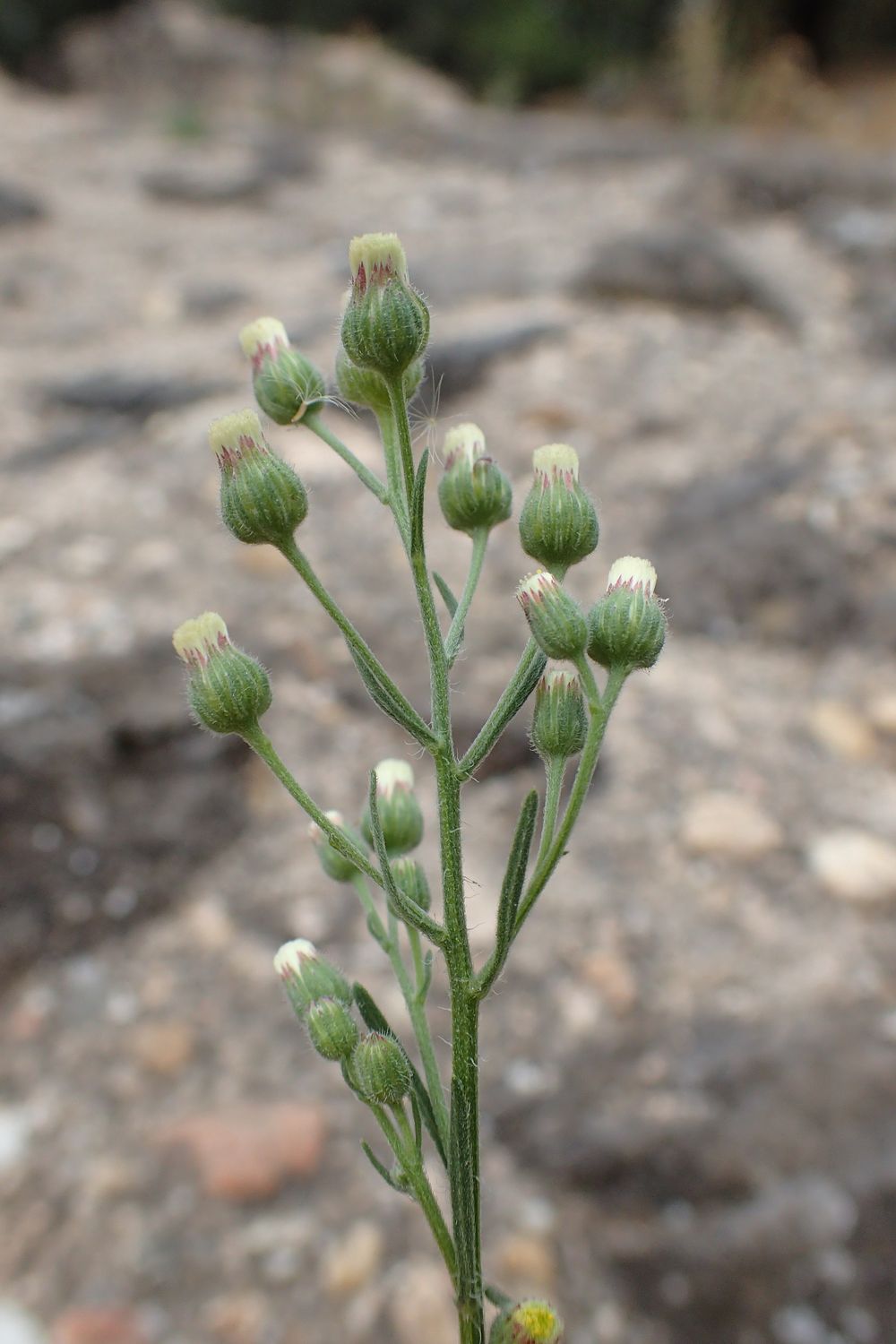 Erigeron bonariensis L., 1753 [syn. Conyza bonariensis (L.) Cronquist, 1943]