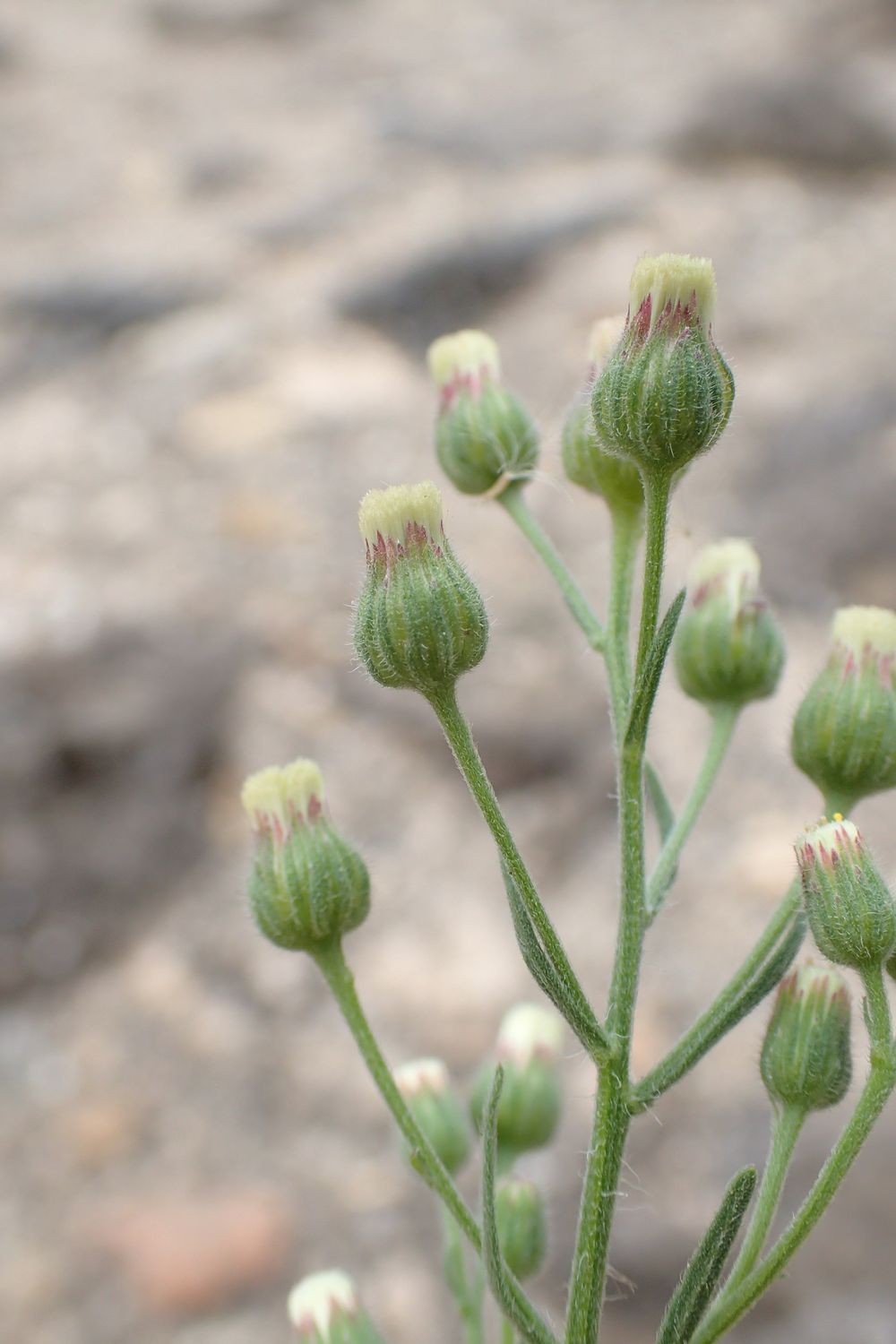 Erigeron bonariensis L., 1753 [syn. Conyza bonariensis (L.) Cronquist, 1943]
