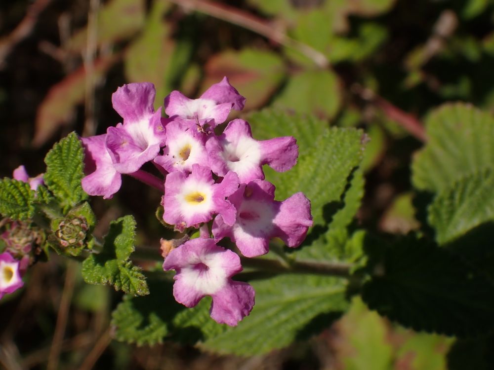Lantana strigocamara R.W.Sanders, 2006 [syn. Lantana x strigocamara R.W.Sanders, 2006]