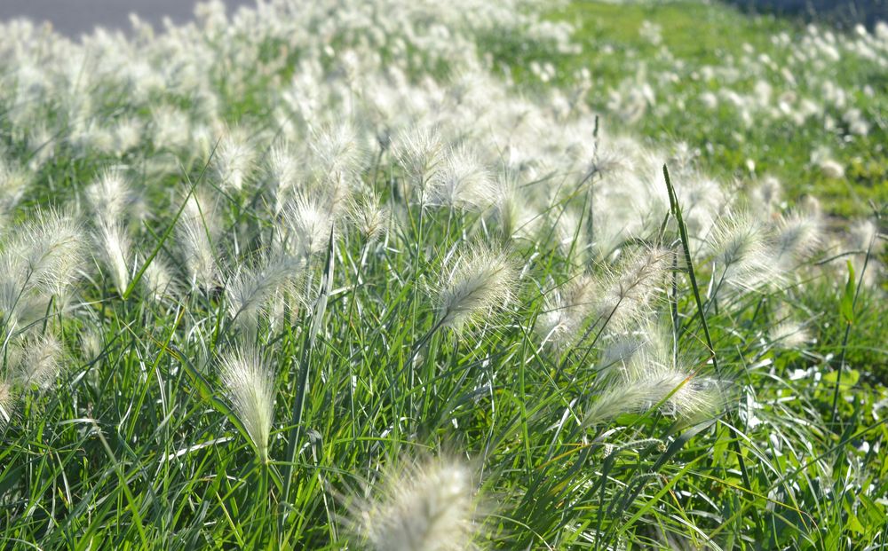 Cenchrus longisetus M.C.Johnst., 1963 [syn. Pennisetum villosum R.Br. ex Fresen., 1837]