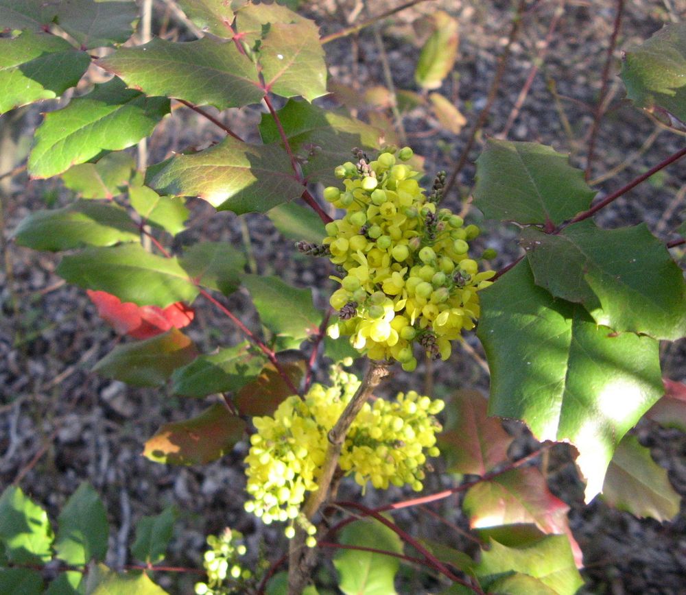 Berberis aquifolium Pursh, 1814 [syn. Mahonia aquifolium (Pursh) Nutt., 1818]