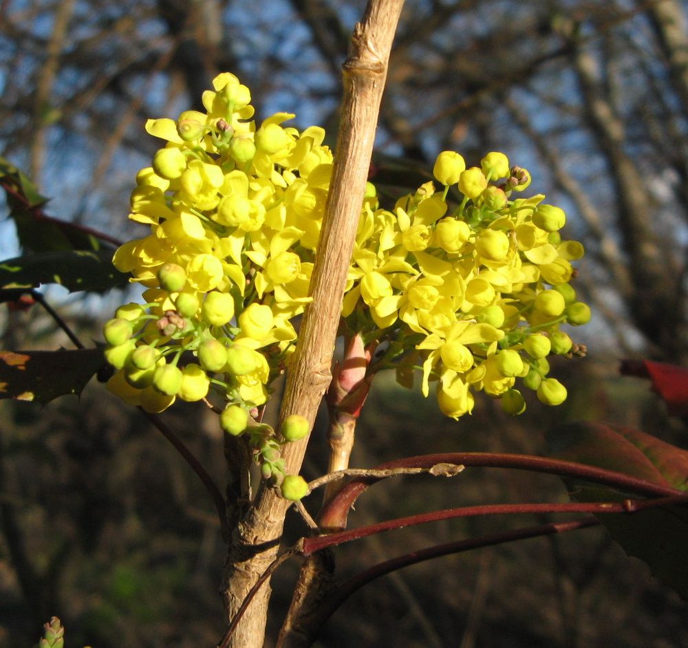 Berberis aquifolium Pursh, 1814 [syn. Mahonia aquifolium (Pursh) Nutt., 1818]