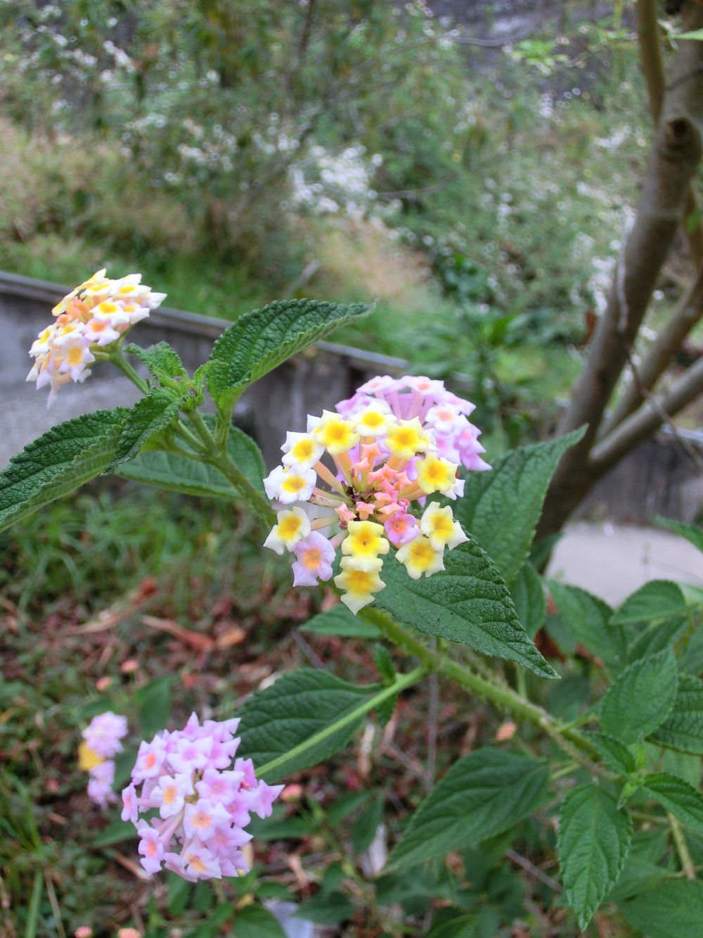 Lantana strigocamara R.W.Sanders, 2006 [syn. Lantana x strigocamara R.W.Sanders, 2006]