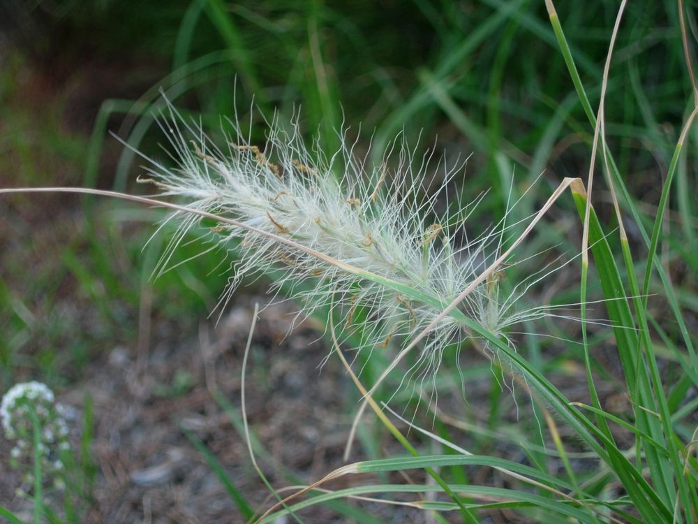 Cenchrus longisetus M.C.Johnst., 1963 [syn. Pennisetum villosum R.Br. ex Fresen., 1837]