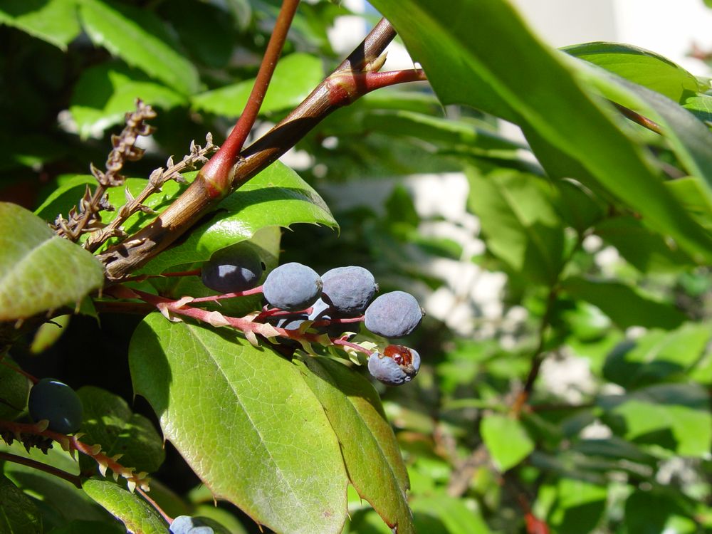 Berberis aquifolium Pursh, 1814 [syn. Mahonia aquifolium (Pursh) Nutt., 1818]