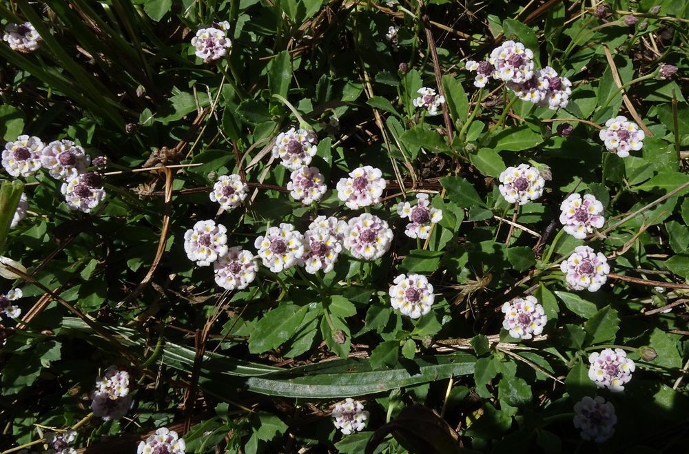 Phyla nodiflora var. minor (Gillies & Hook.) N.O'Leary & Múlgura, 2012 [syn. Phyla filiformis (Schrad.) Meikle, 1985 ; Lippia canescens auct. non Kunth, 1818, sensu P.Fourn., 1937]