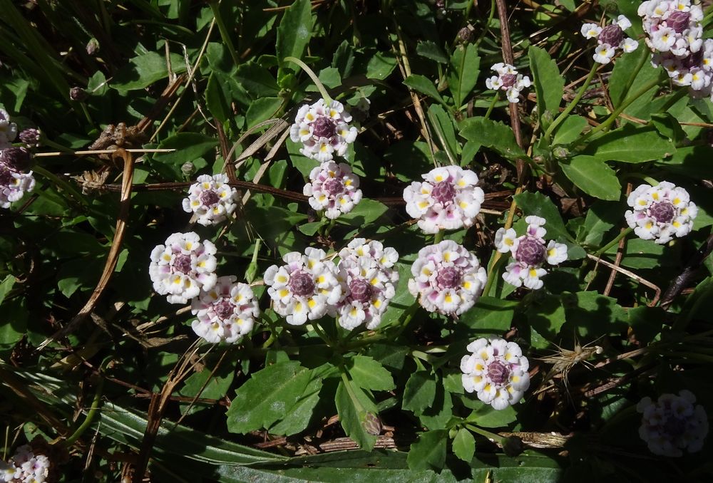 Phyla nodiflora var. minor (Gillies & Hook.) N.O'Leary & Múlgura, 2012 [syn. Phyla filiformis (Schrad.) Meikle, 1985 ; Lippia canescens auct. non Kunth, 1818, sensu P.Fourn., 1937]