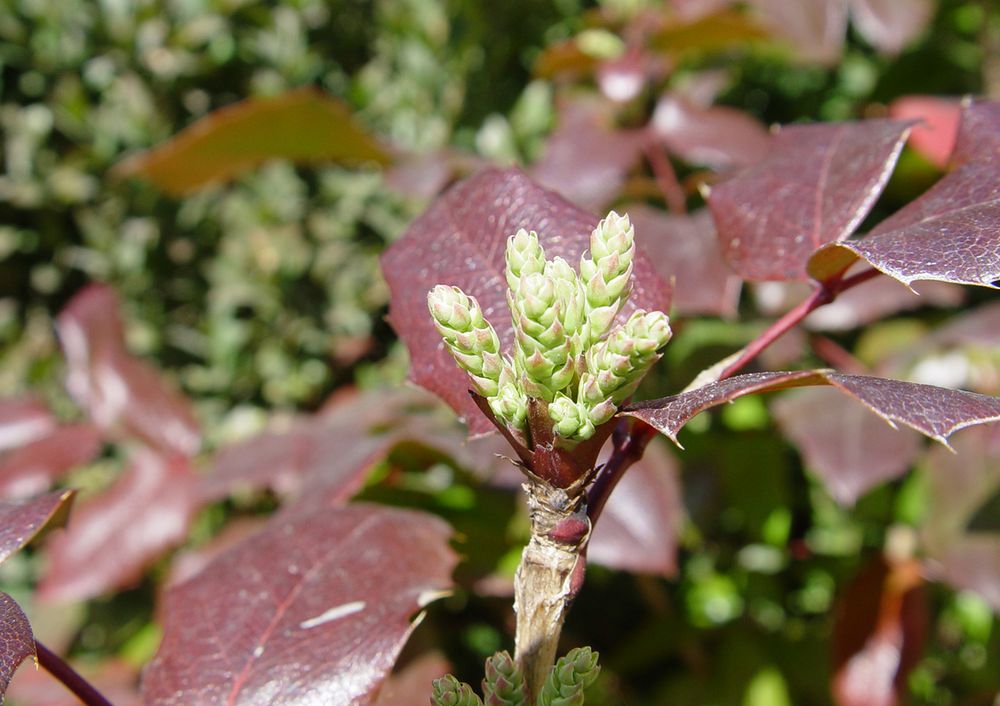 Berberis aquifolium Pursh, 1814 [syn. Mahonia aquifolium (Pursh) Nutt., 1818]