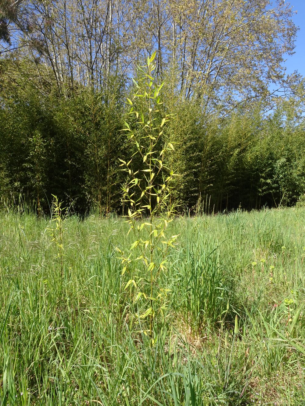 Phyllostachys aurea Carrière ex Rivière & C.Rivière, 1878